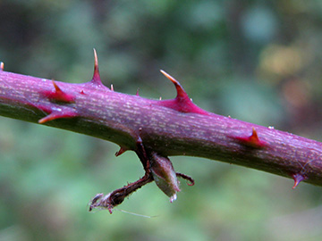 Rubus keilianus