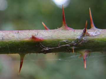 Rubus keilianus