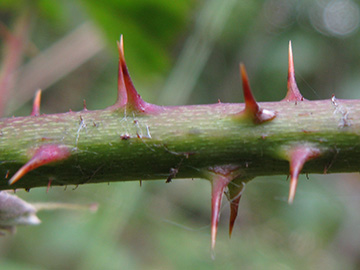 Rubus keilianus