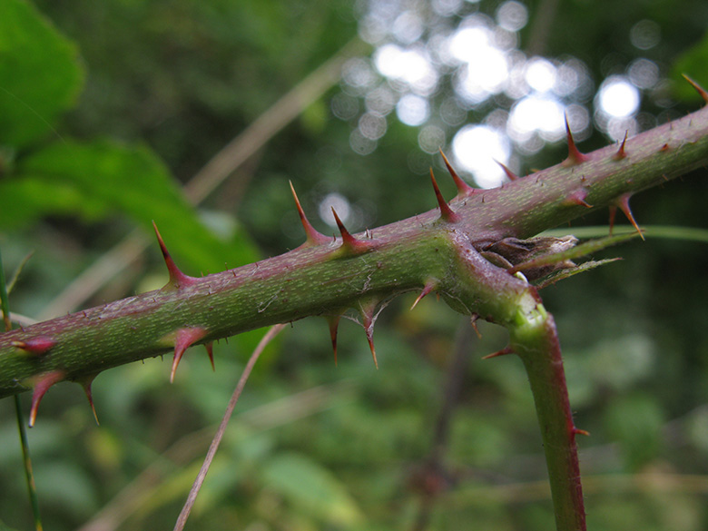 Rubus keilianus