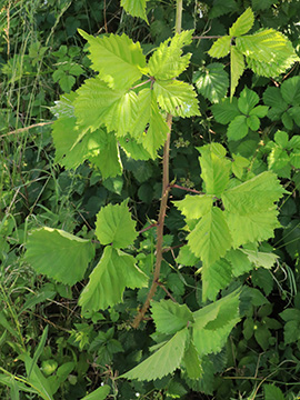 Rubus langankianus