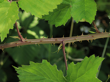 Rubus langankianus