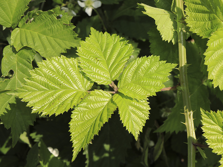 Rubus langankianus