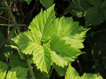 Rubus langankianus