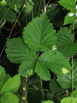 Rubus langankianus