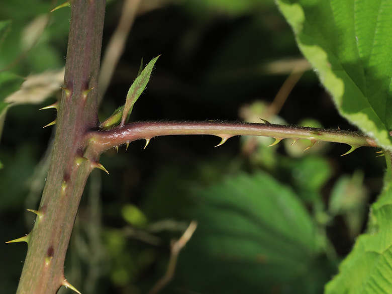 Rubus langankianus