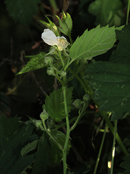 Rubus langankianus