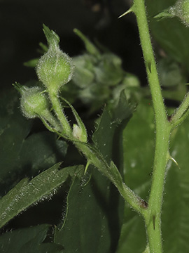 Rubus langankianus