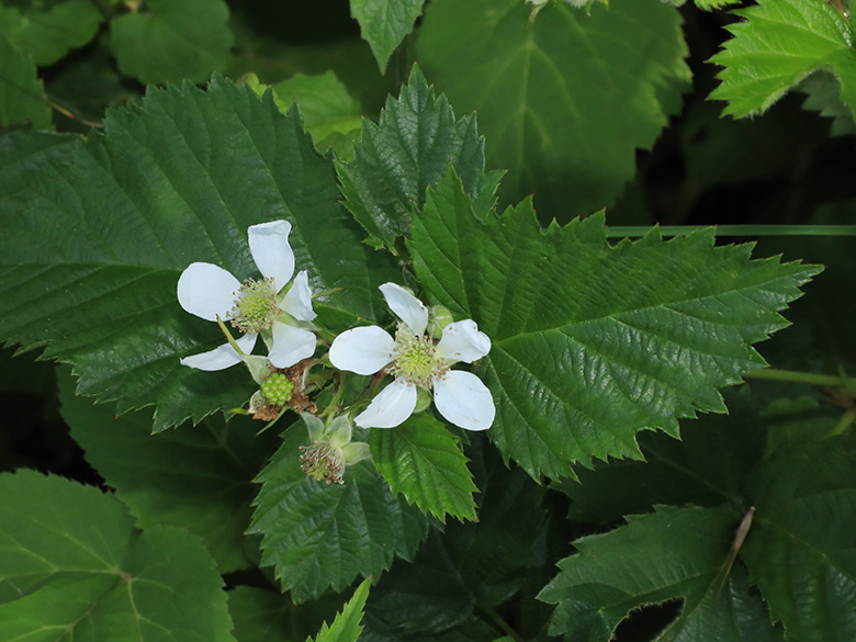 Rubus langankianus