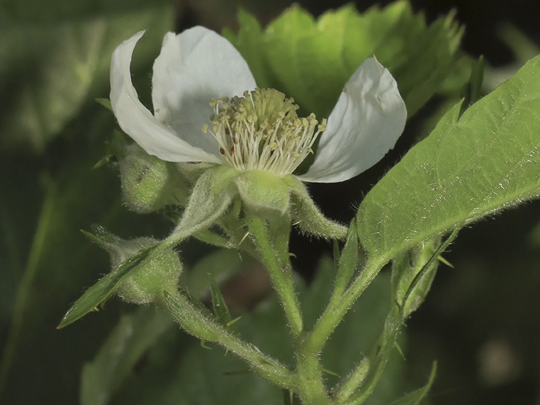 Rubus langankianus