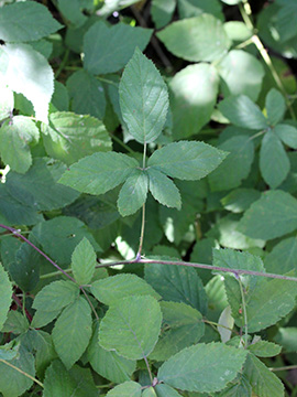 Rubus loosii