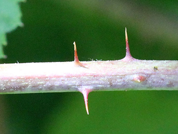 Rubus loosii