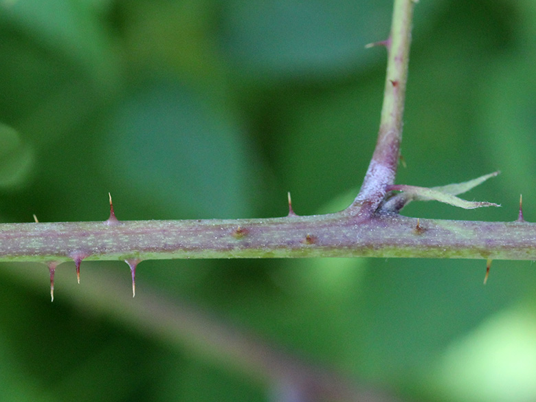 Rubus loosii