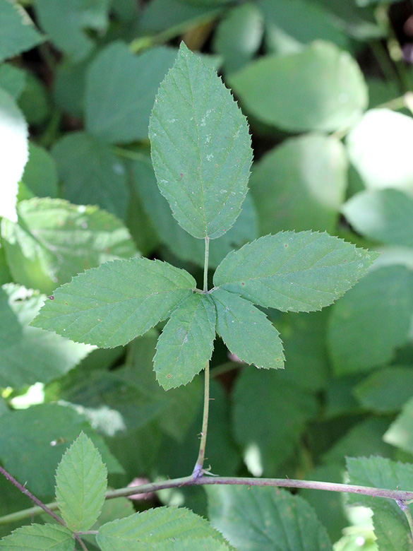 Rubus loosii