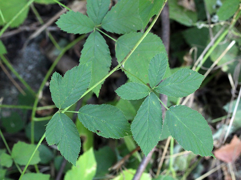 Rubus loosii