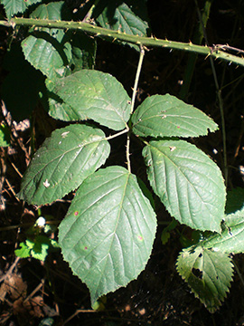 Rubus macrophyllus