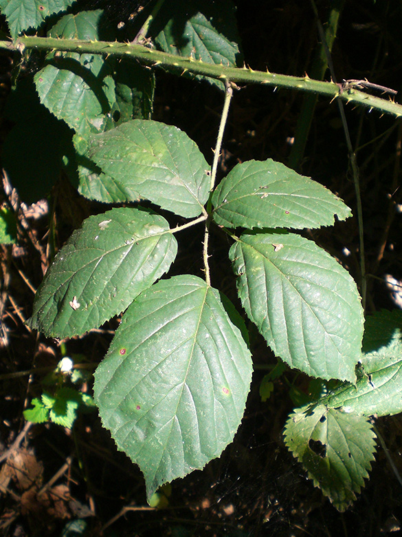 Rubus macrophyllus