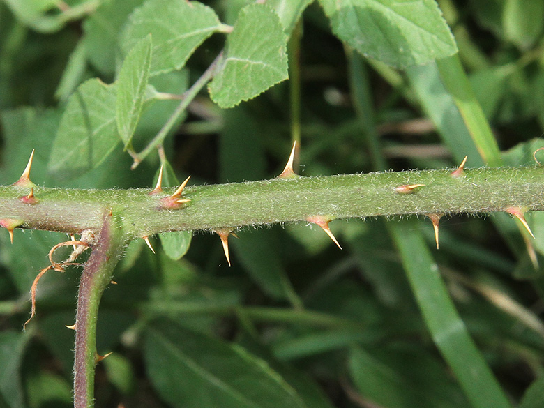 Rubus macrophyllus