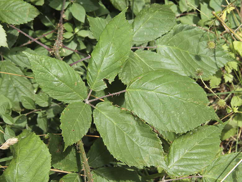 Rubus macrophyllus
