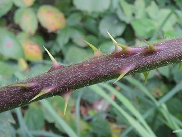 Rubus macrophyllus