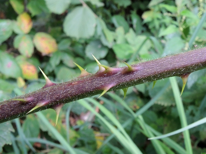 Rubus macrophyllus