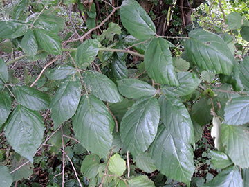 Rubus macrophyllus