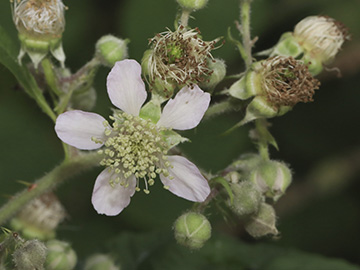 Rubus macrophyllus