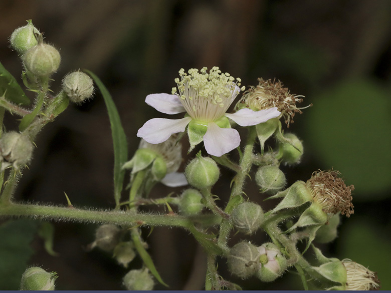 Rubus macrophyllus