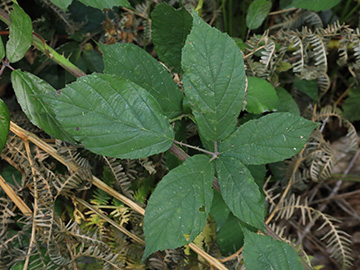 Rubus macrophyllus