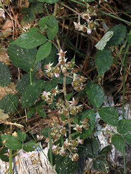 Rubus macrophyllus