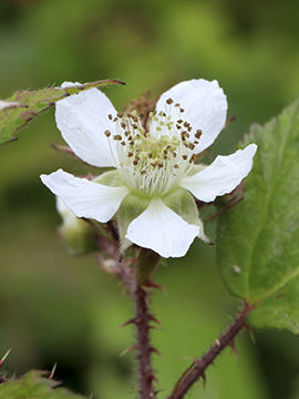 Rubus meierottii