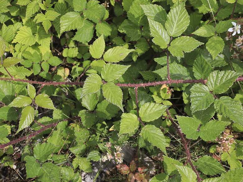 Rubus meierottii