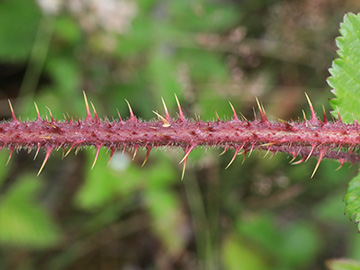 Rubus meierottii