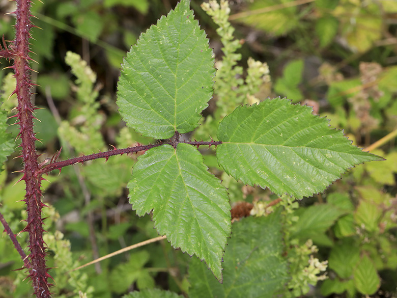 Rubus meierottii