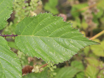 Rubus meierottii