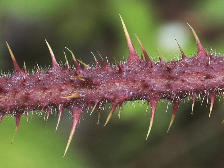 Rubus meierottii