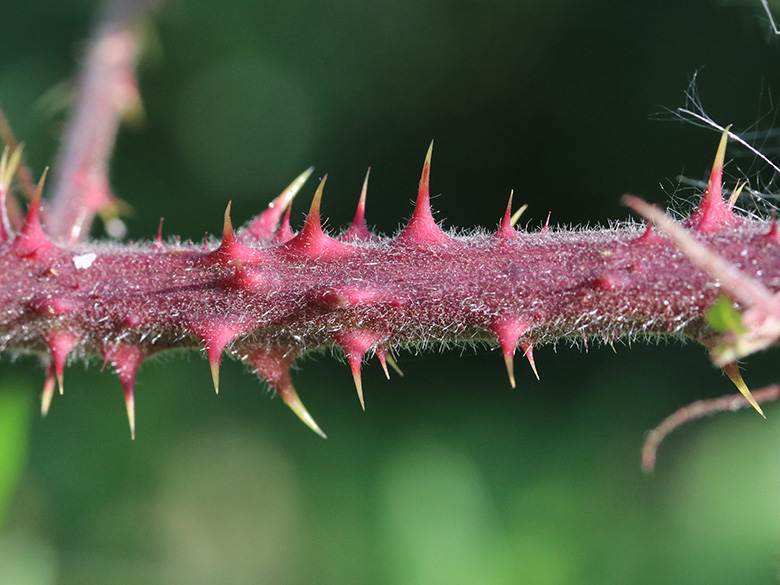 Rubus meierottii