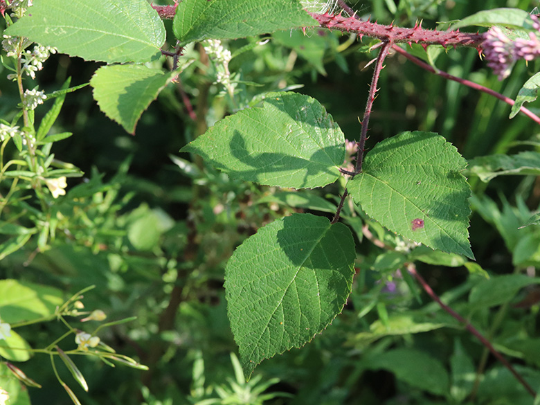 Rubus meierottii