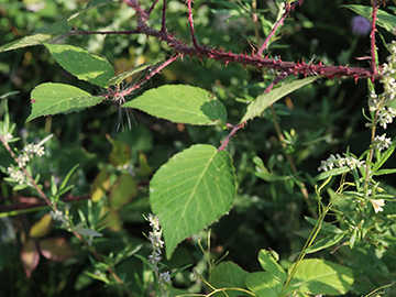 Rubus meierottii