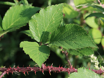 Rubus meierottii