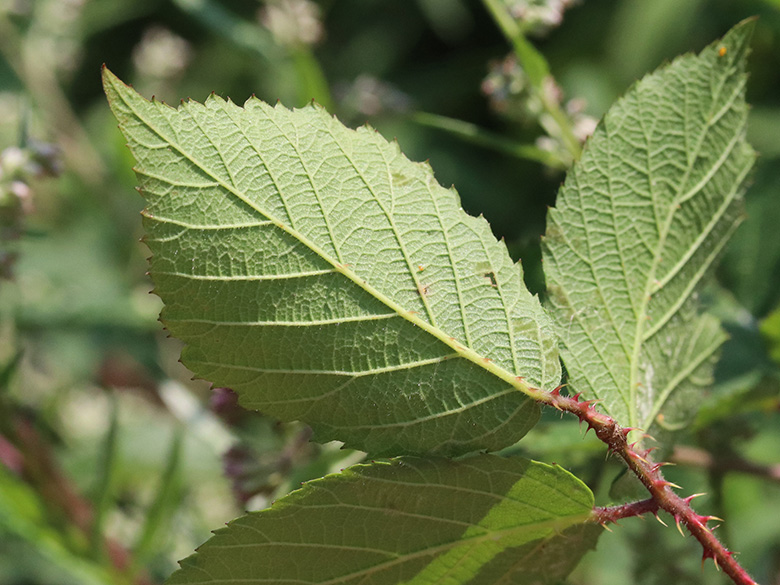 Rubus meierottii