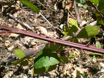 Rubus montanus