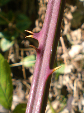 Rubus montanus