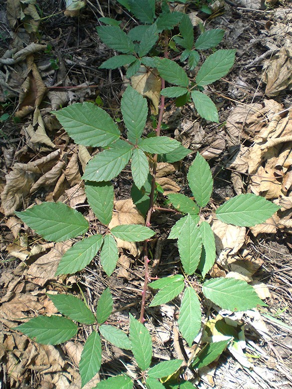 Rubus montanus