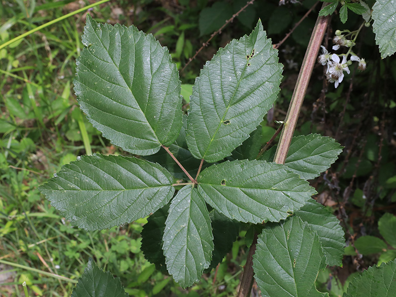 Rubus montanus