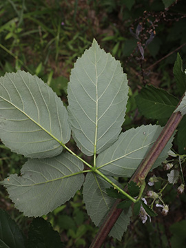 Rubus montanus
