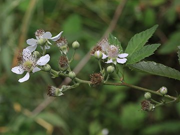 Rubus montanus