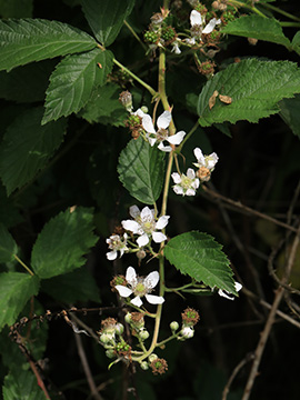 Rubus montanus
