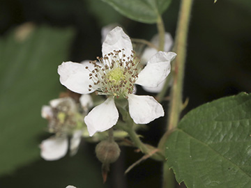 Rubus montanus