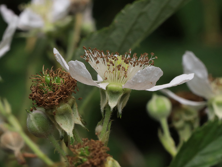 Rubus montanus